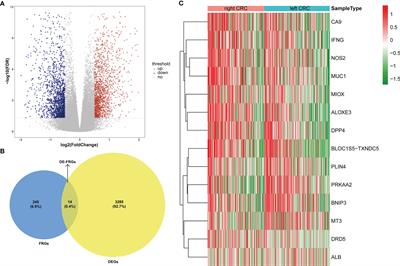 Prognostic and Predictive Models for Left- and Right- Colorectal Cancer Patients: A Bioinformatics Analysis Based on Ferroptosis-Related Genes